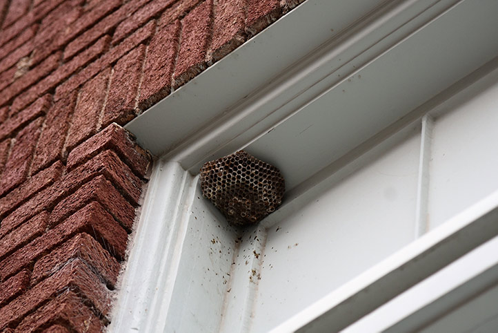 We provide a wasp nest removal service for domestic and commercial properties in Bridgwater.